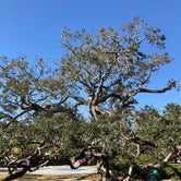 Review photo of Jekyll Island Campground by Amber C., July 18, 2018