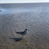 Review photo of Jekyll Island Campground by Amber C., July 18, 2018