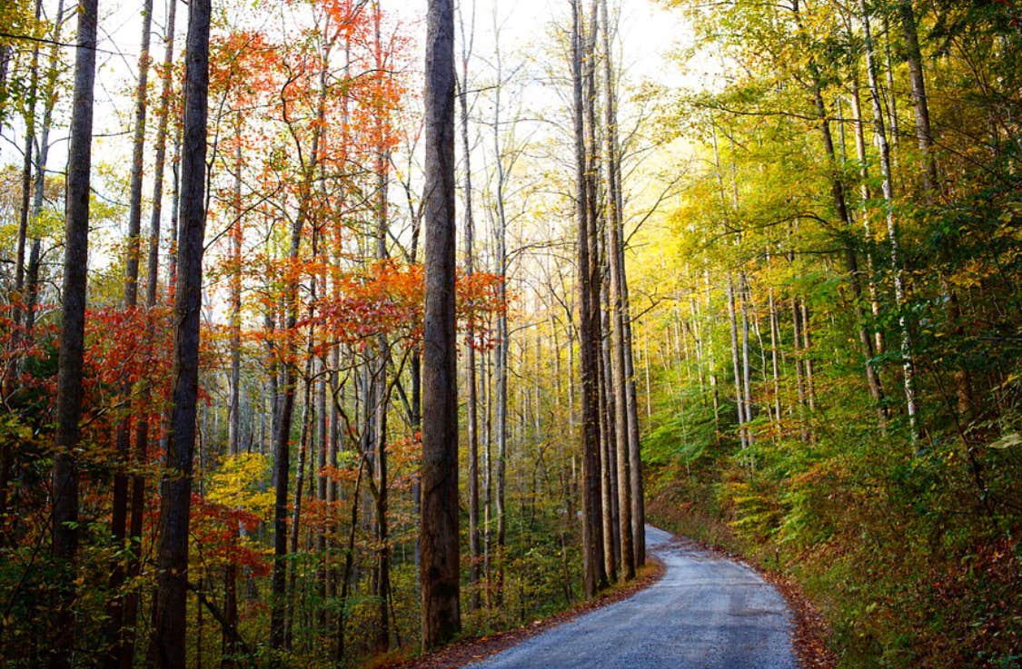 Camper submitted image from Big Creek Horse Camp — Great Smoky Mountains National Park - 2