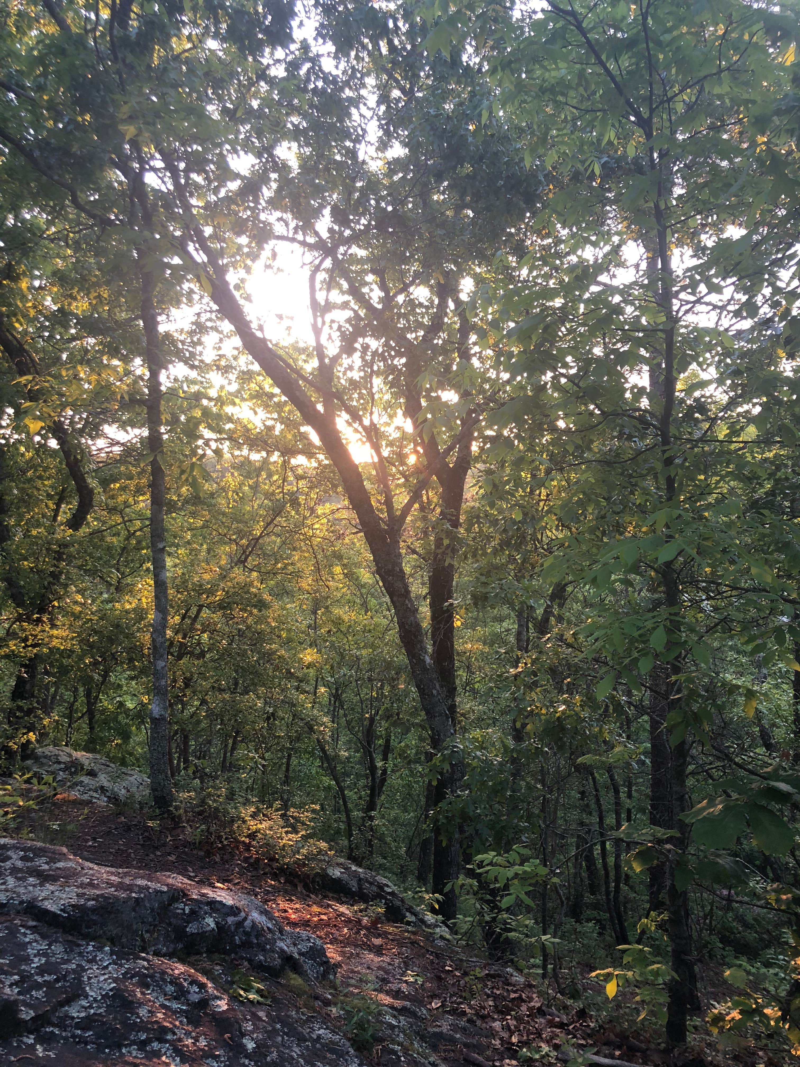 View All