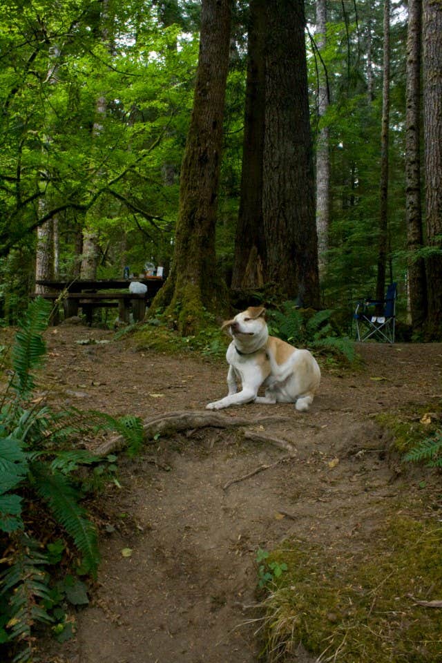 Camper submitted image from Klahowya Campground - 1
