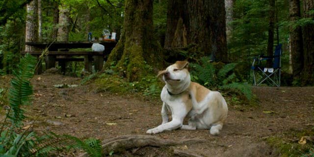 Camper submitted image from Klahowya Campground