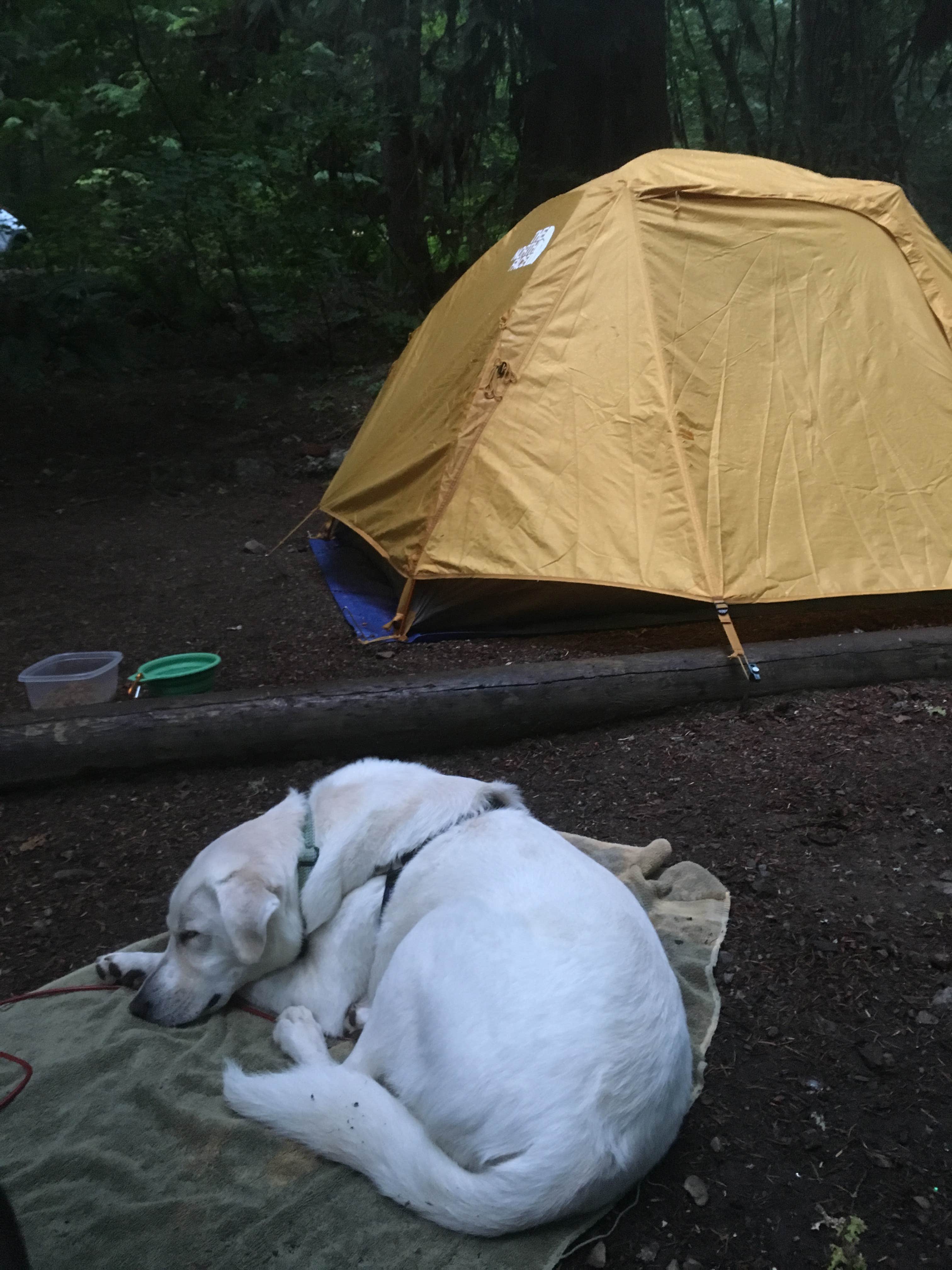 Sarah H.'s photo at Colonial Creek South Campground — Ross Lake National Recreation Area near North Cascades National Park