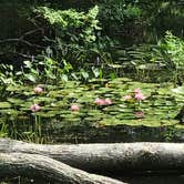 Review photo of Lorraine Park Campground — Harold Parker State Forest by Kelly F., July 18, 2018