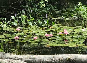 Lorraine Park Campground — Harold Parker State Forest