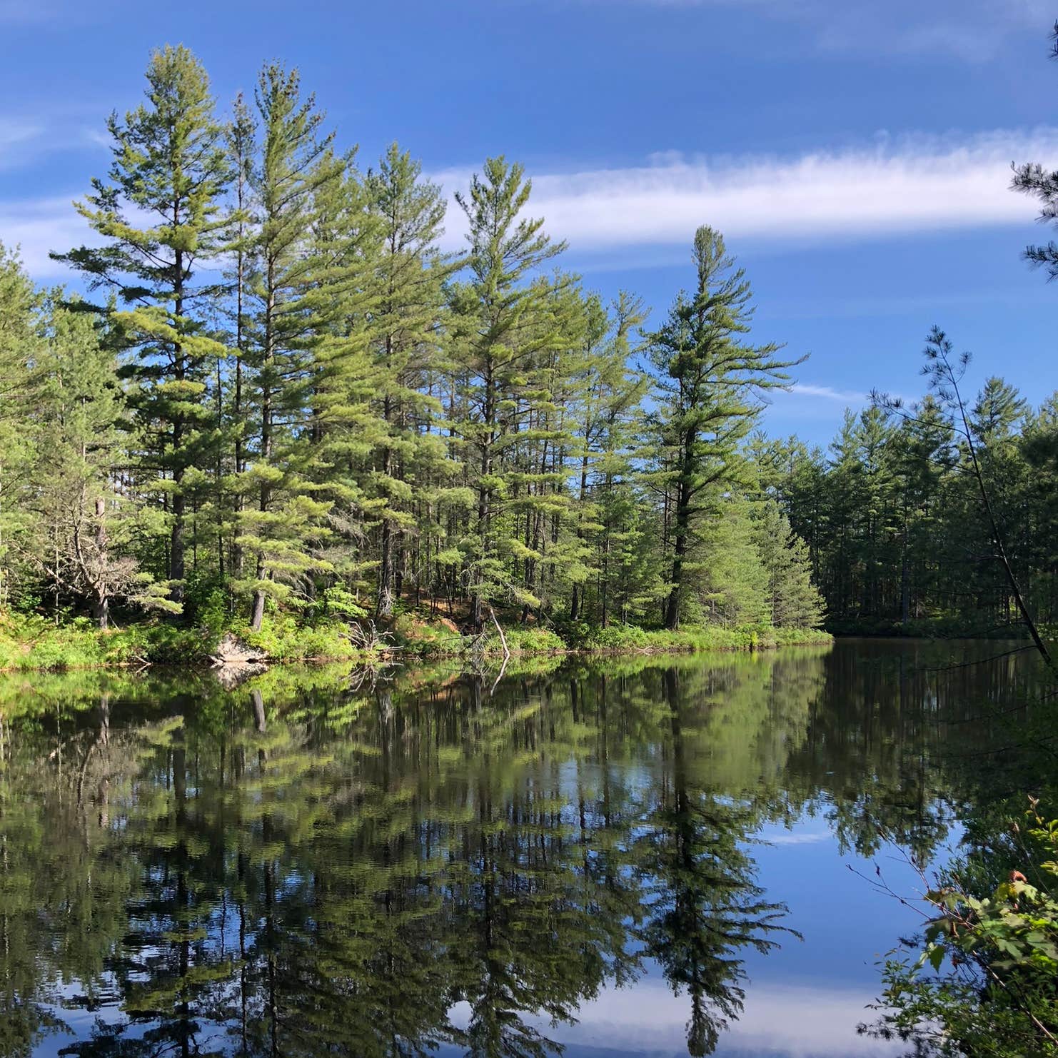 Buck Pond Campground Camping | The Dyrt