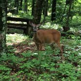 Review photo of Peaks Of Otter Campground — Blue Ridge Parkway by Karen W., July 18, 2018