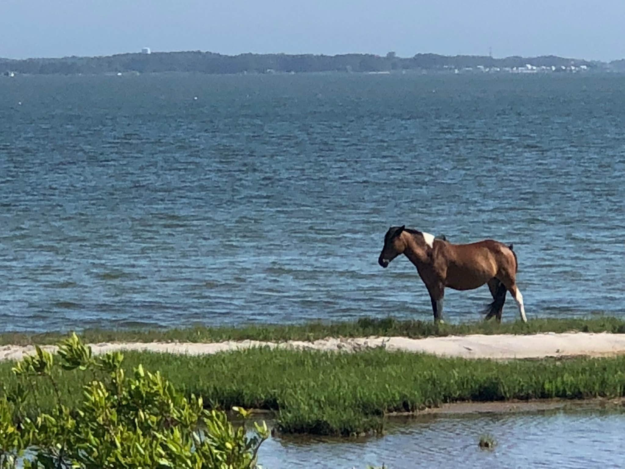 Karen W.'s photo of camping with a horse at Bayside Assateague Campground — Assateague Island National Seashore near Bethany Beach, DE