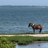 Review photo of Bayside Assateague Campground — Assateague Island National Seashore by Karen W., July 18, 2018