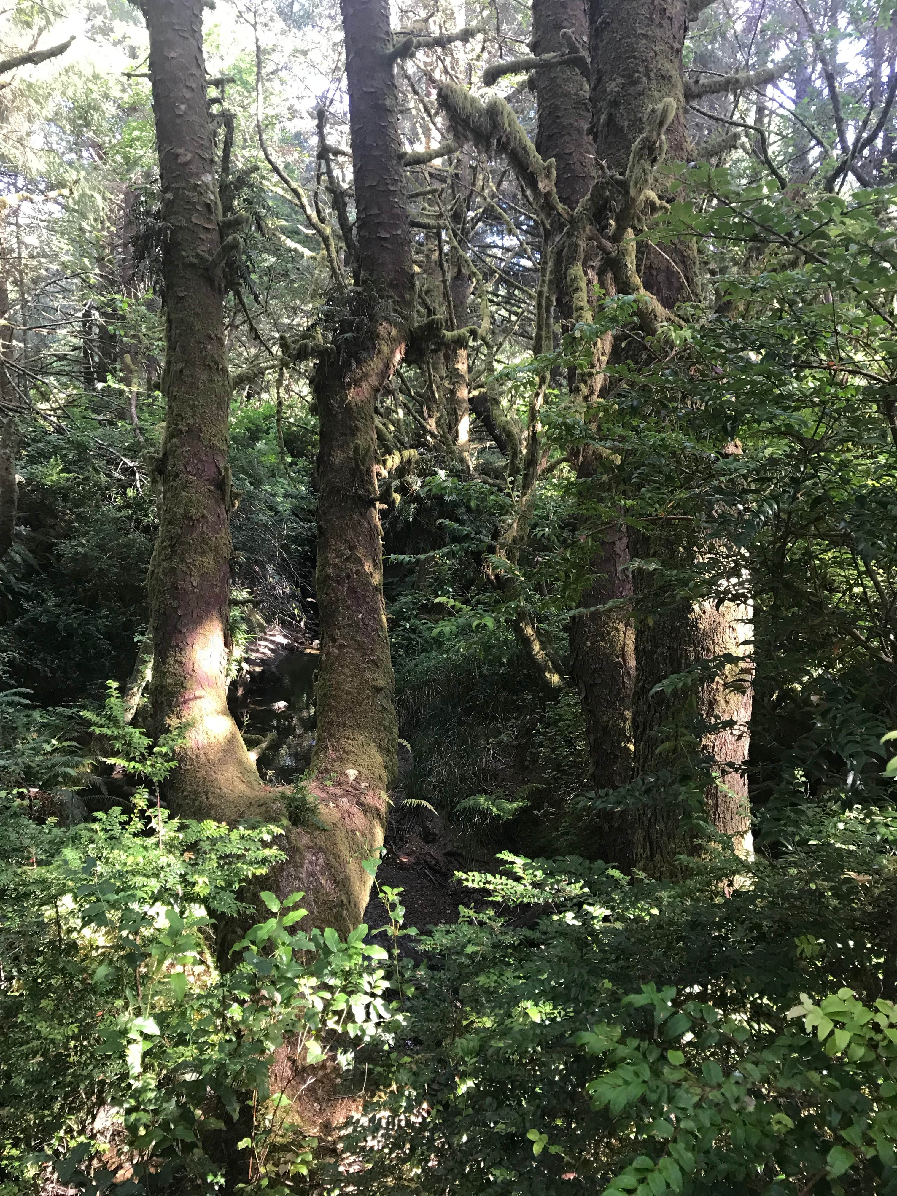 Camper-submitted photo at Carl G. Washburne Memorial State Park Campground near Florence, OR