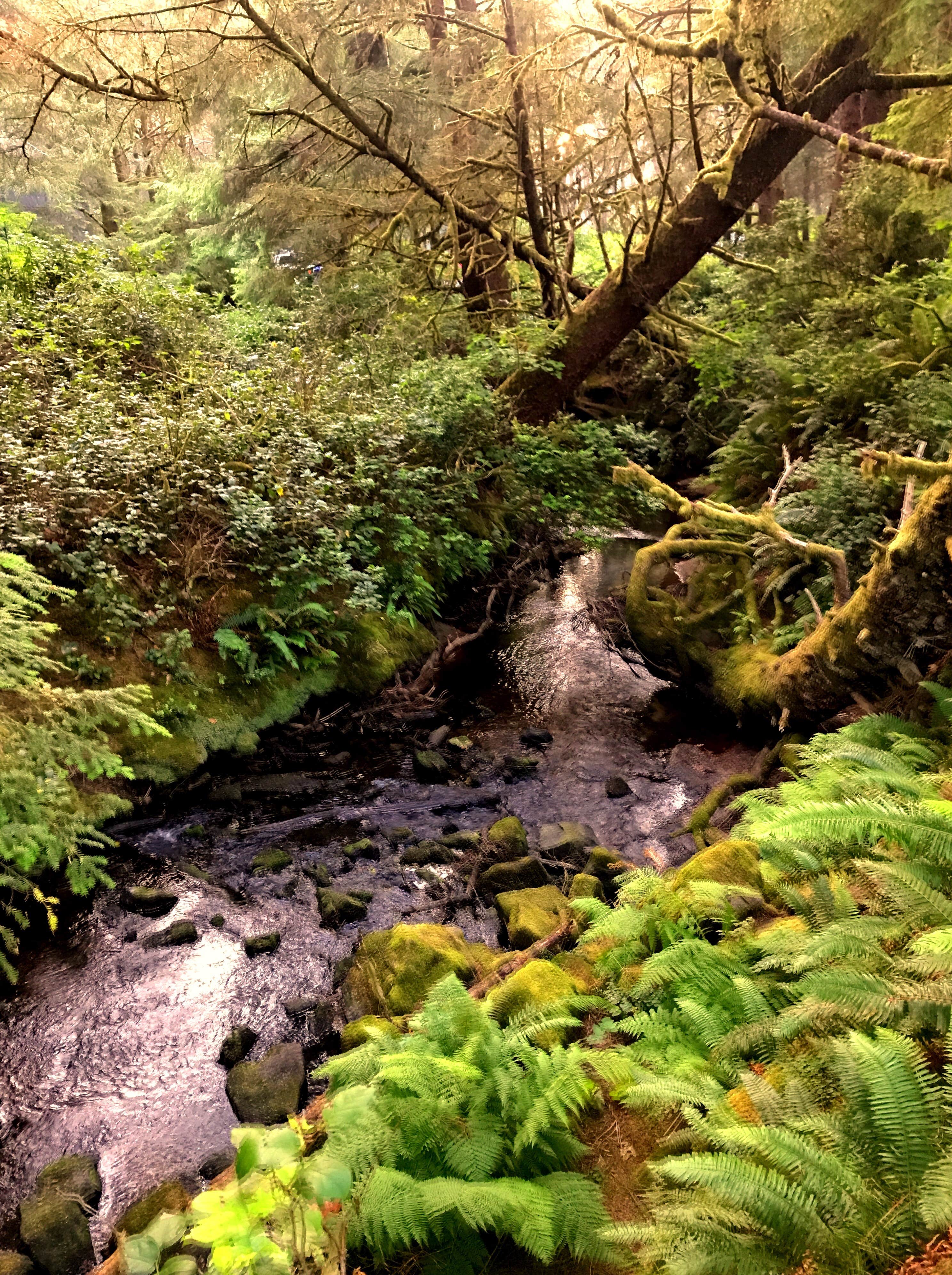 Camper-submitted photo at Carl G. Washburne Memorial State Park Campground near Florence, OR