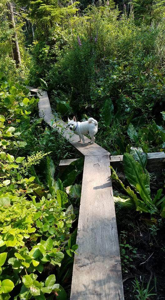 Niki A.'s photo of camping with pets at Pine and Cedar Lakes Primitive Camping near Bellingham, WA