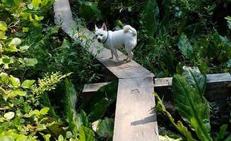 Niki A.'s photo of camping with pets at Pine and Cedar Lakes Primitive Camping near Lummi Island, WA