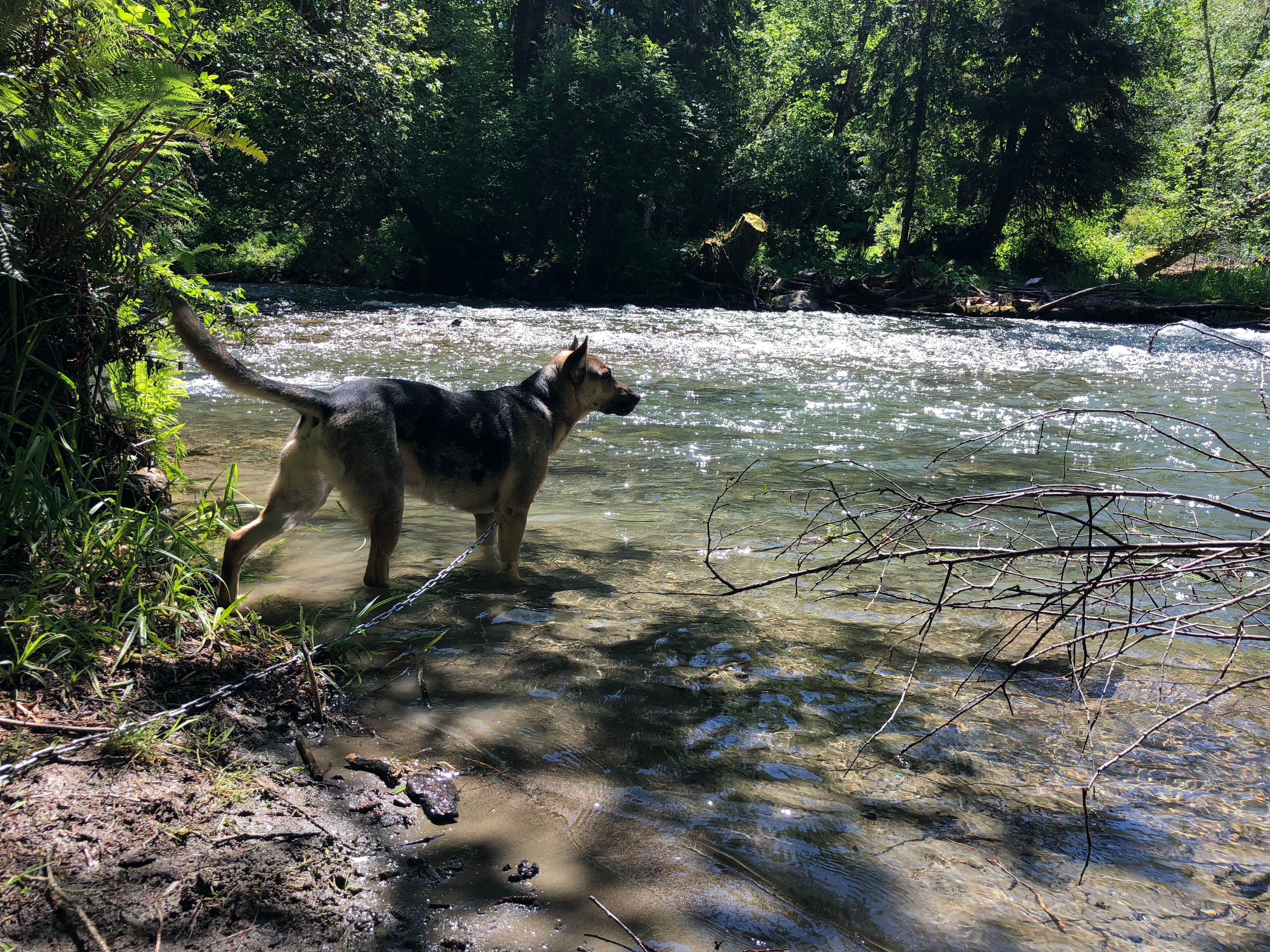 Abby K.'s photo of camping with pets at Lyre River- State Forest near Joyce, WA