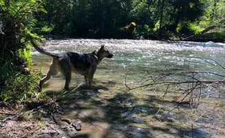 Abby K.'s photo of camping with pets at Lyre River- State Forest in Washington