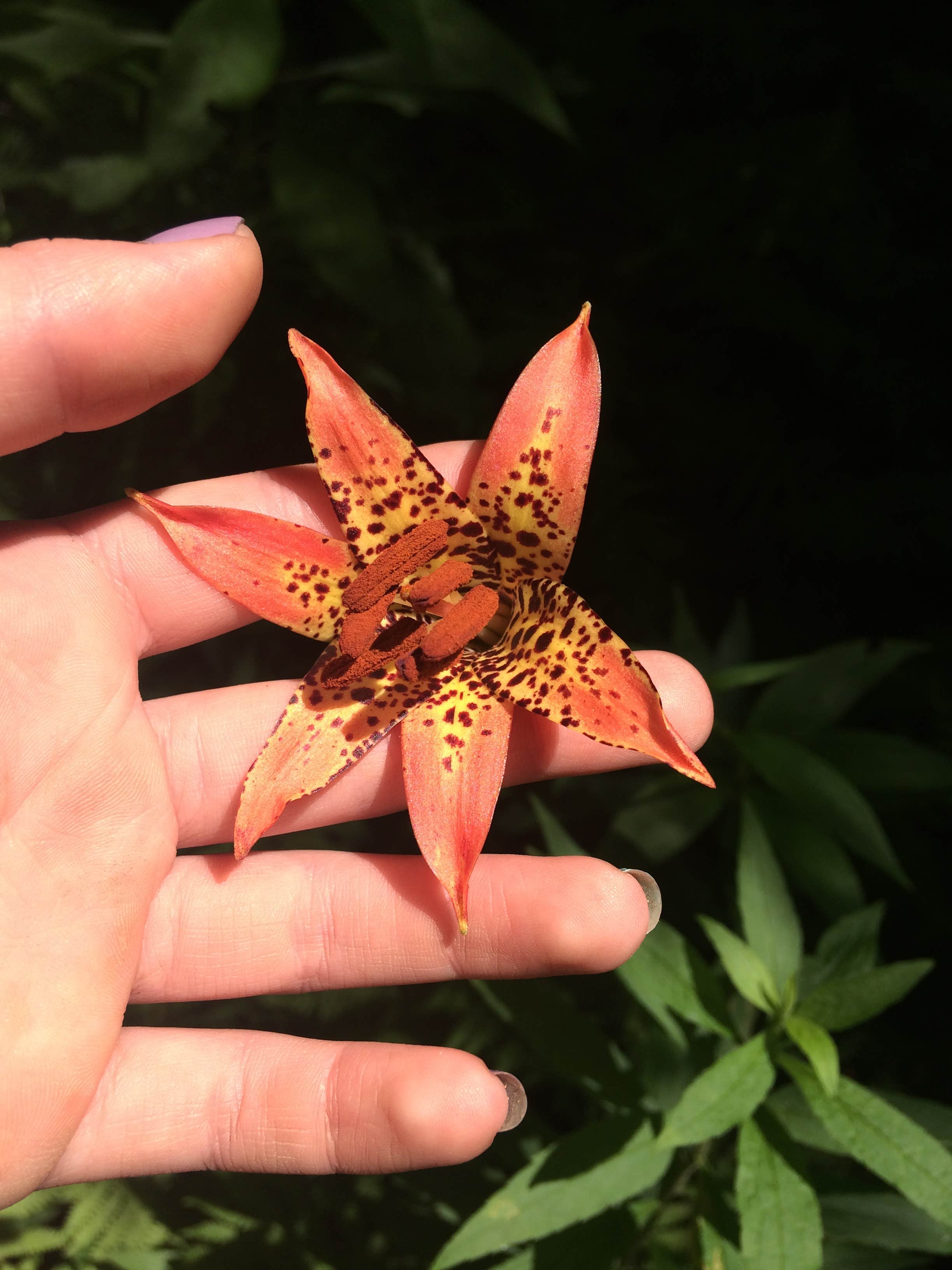 Camper-submitted photo at Hocking Hills State Park Campground in Ohio