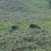 Review photo of Grant Village Campground — Yellowstone National Park by suzy H., July 18, 2018
