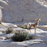 Review photo of Cedar Mesa Campground — Capitol Reef National Park by Rob F., July 18, 2018