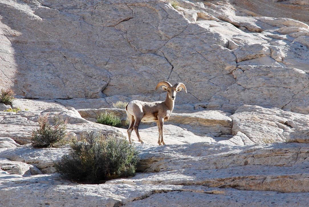 Camper submitted image from Cedar Mesa Campground — Capitol Reef National Park - 5