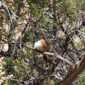 Review photo of Cedar Mesa Campground — Capitol Reef National Park by Rob F., July 18, 2018