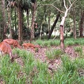 Review photo of Manatee Springs State Park Campground by Crystal P., July 18, 2018