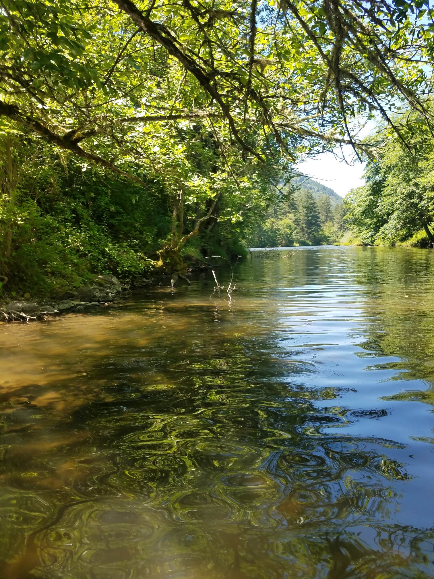 Camper submitted image from Rogue Elk County Park - 5
