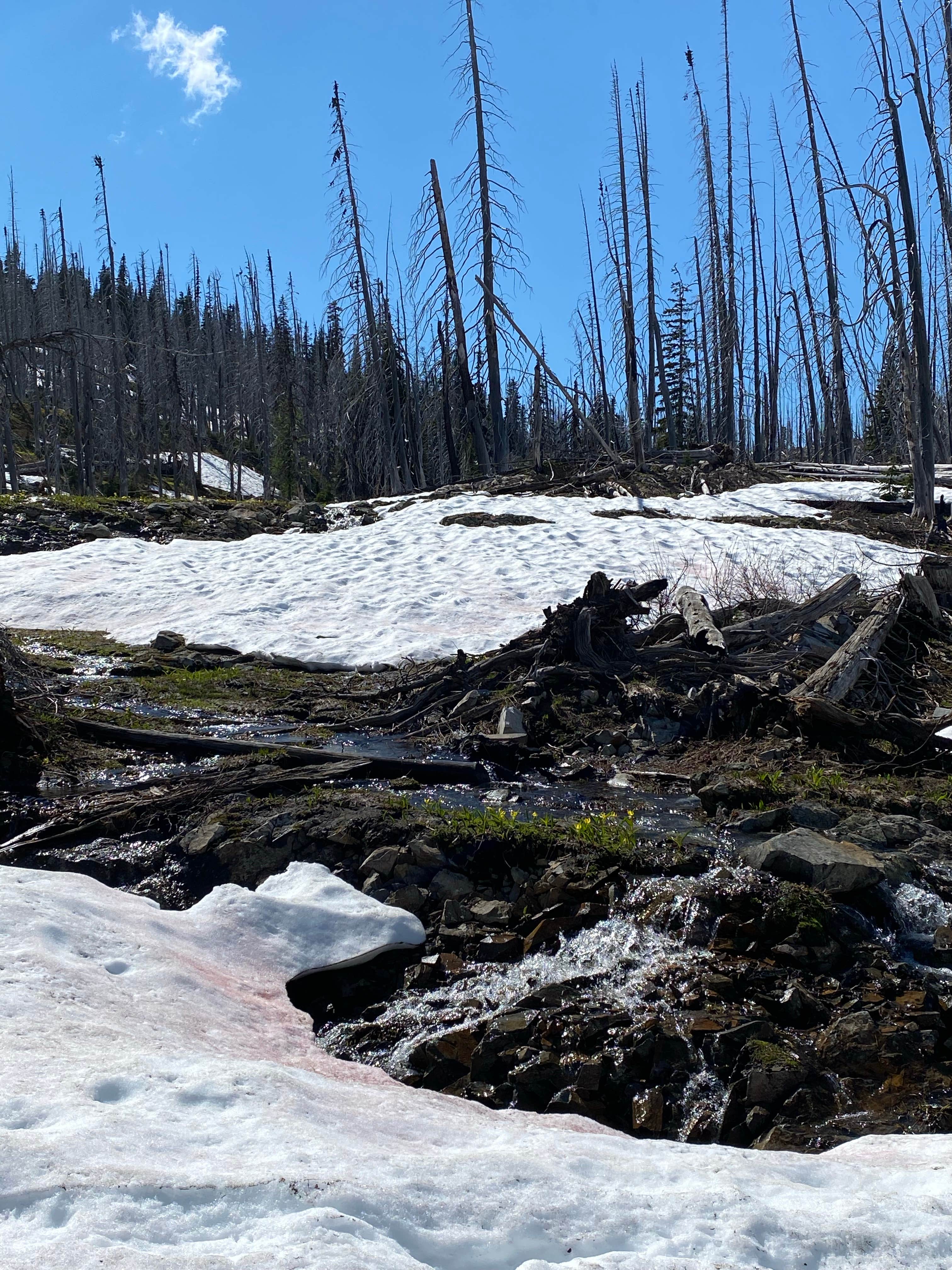 Camper-submitted photo at Meadows Campground near Mazama, WA