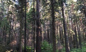 Kate O.'s photo at Nelder Grove Campground near Fish Camp, CA