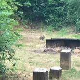 Review photo of Whittaker Creek Recreation Site by Courtney N., July 18, 2018