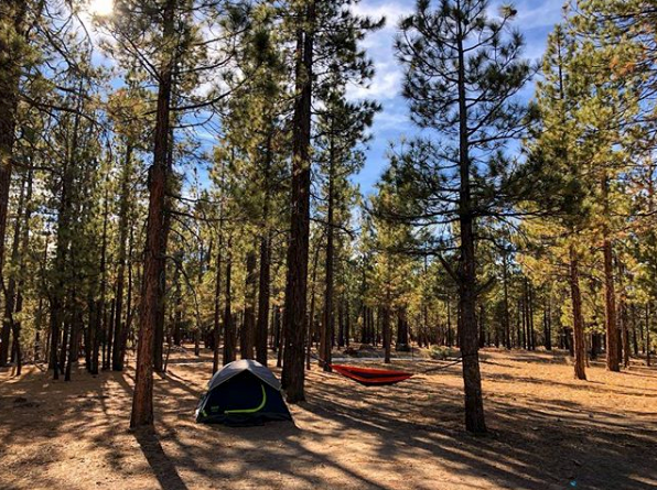 Camper submitted image from Holcomb Valley Campground - 5