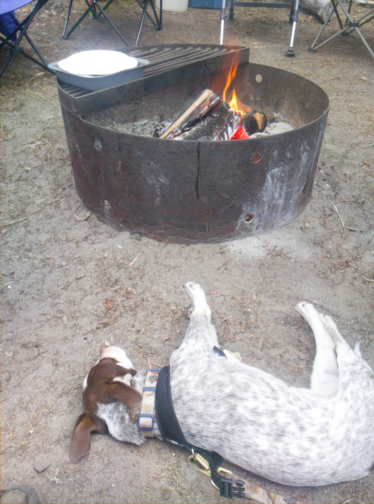 Kayla M.'s photo of camping with pets at Barview Jetty County Campground near Cannon Beach, OR