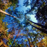 Review photo of Martin Dies, Jr. State Park Campground by Chelsea O., July 18, 2018