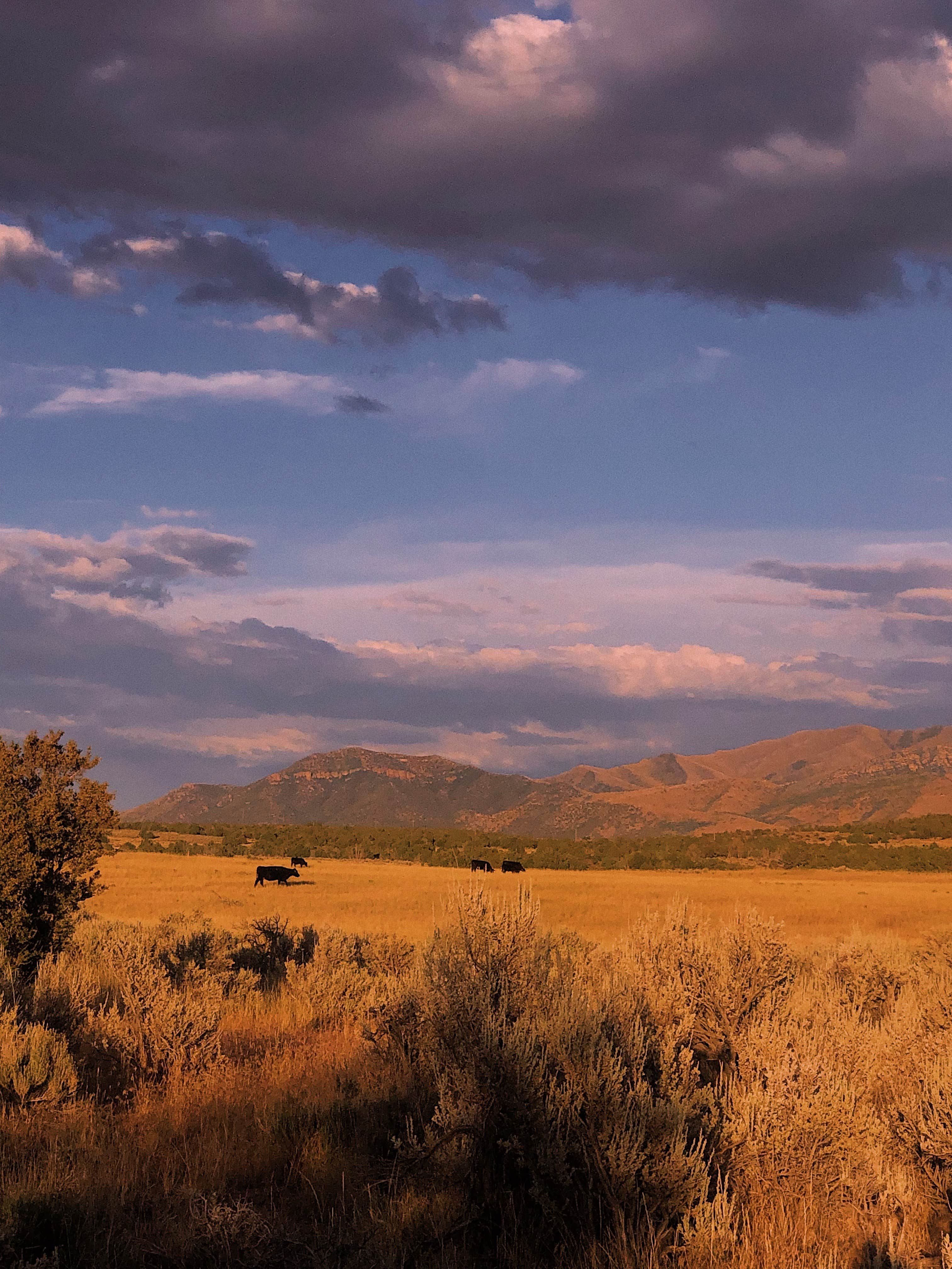 Camper-submitted photo at Dispersed West Fork 8 Mile Road near Delta, UT
