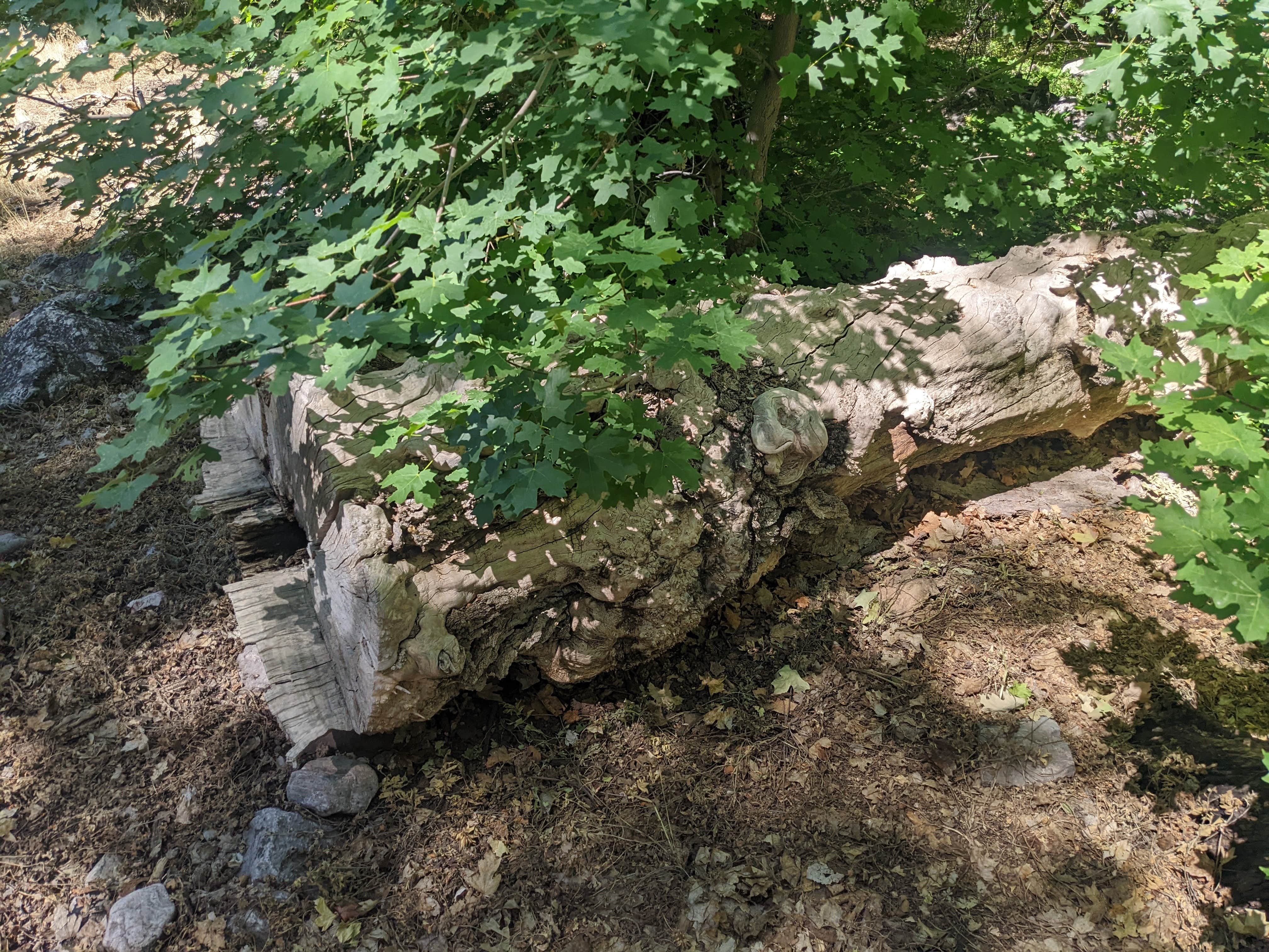 Camper-submitted photo at Maple Hollow near Elsinore, UT