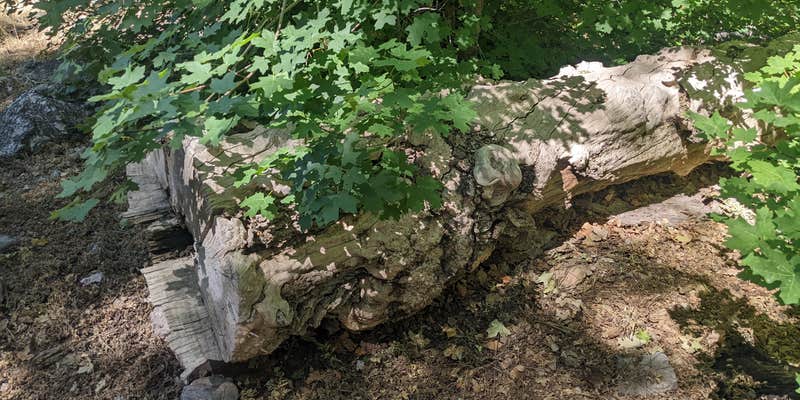 Camper submitted image from Maple Hollow