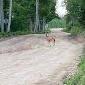 Review photo of Buffalo Pass Dispersed by Danielle J., July 6, 2022