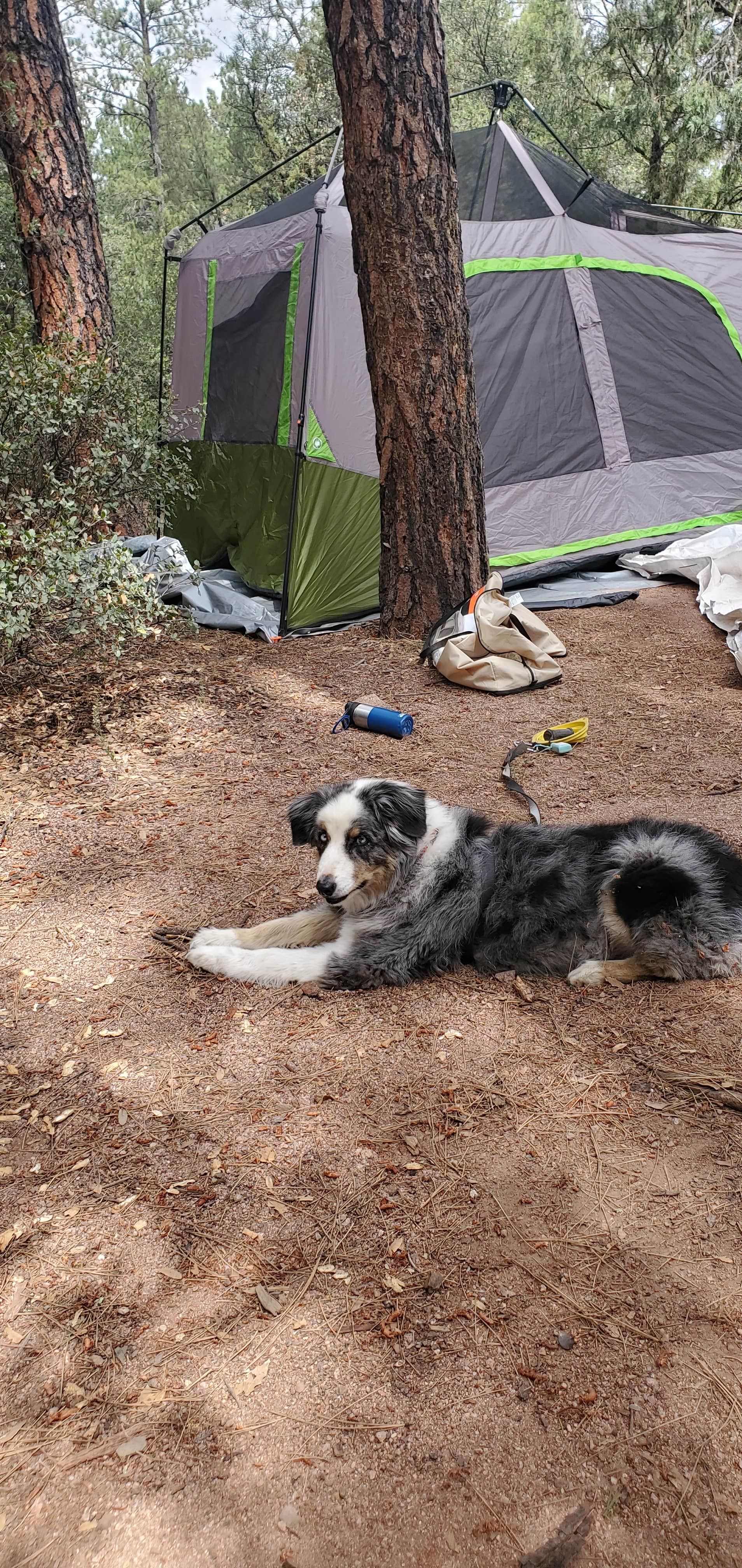 csey R.'s photo of camping with pets at Houston Mesa Campground near Pine, AZ