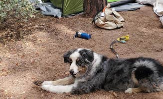 csey R.'s photo of camping with pets at Houston Mesa Campground near Payson, AZ
