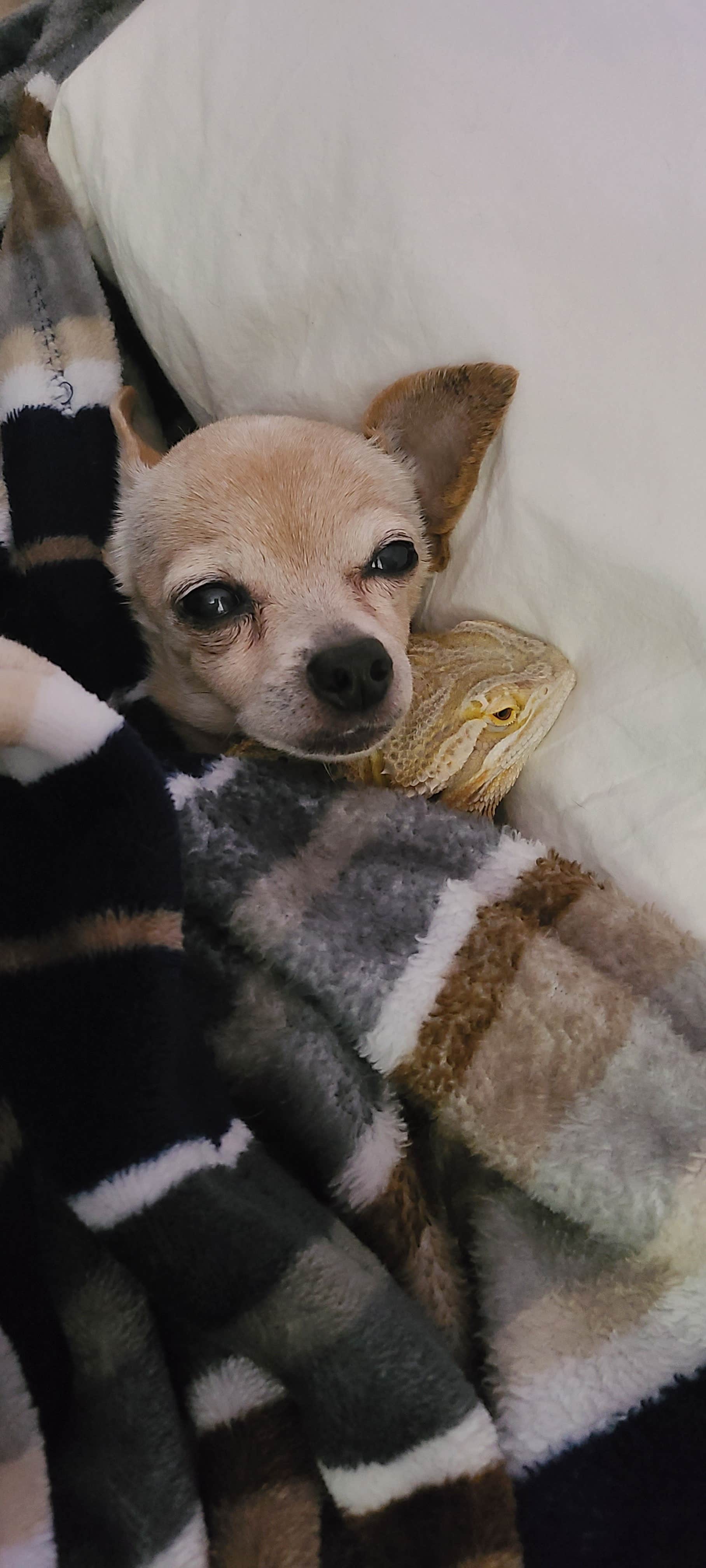 Melissa R.'s photo of camping with pets at Road Runner Travel Resort near Jensen Beach, FL