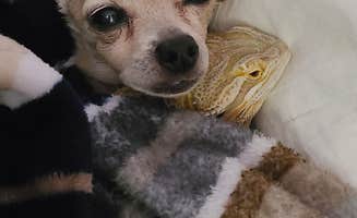 Melissa R.'s photo of camping with pets at Road Runner Travel Resort near Palm Bay, FL