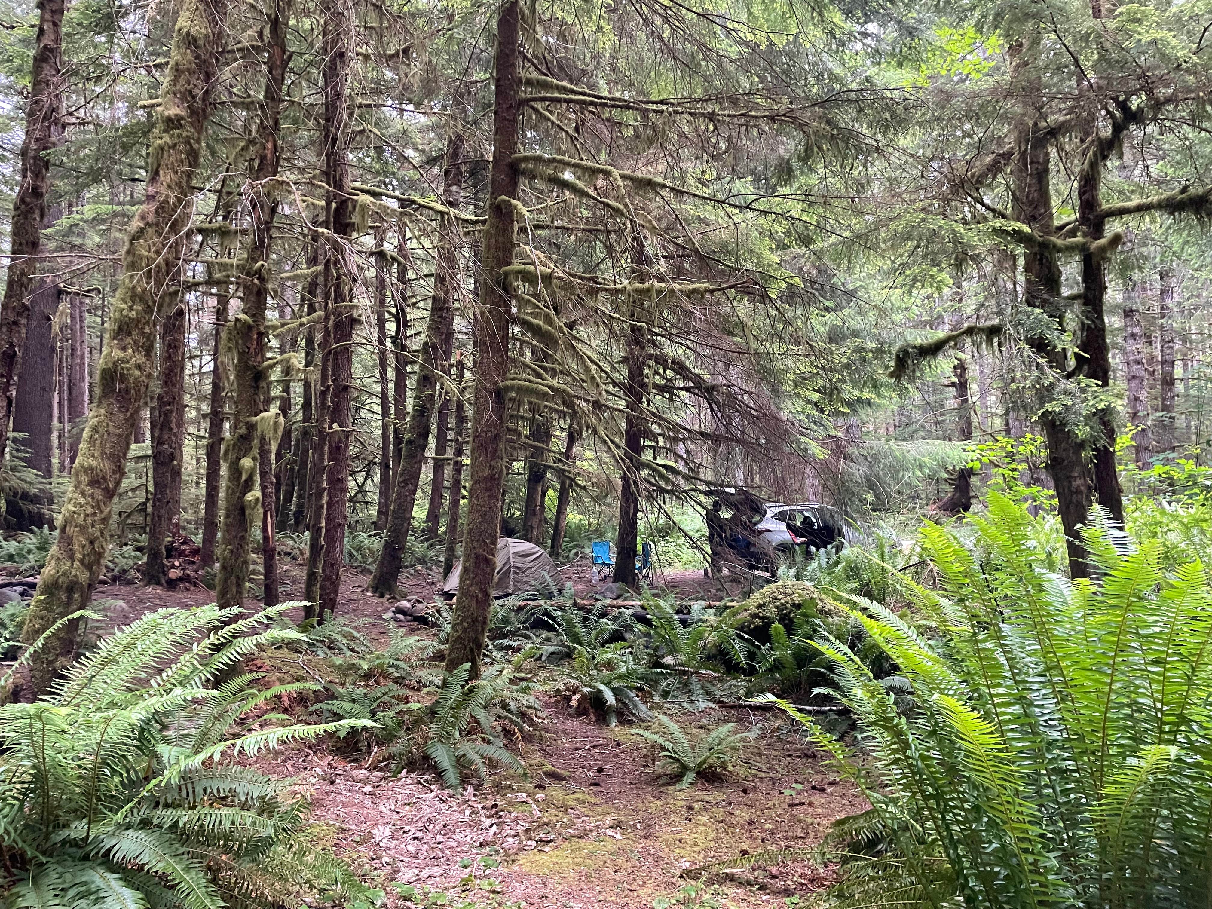 Camper-submitted photo at Dispersed Camping NF 2918 — Olympic National Park near Forks, WA