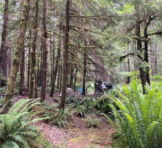 Camper-submitted photo from Dispersed Camping NF 2918 — Olympic National Park