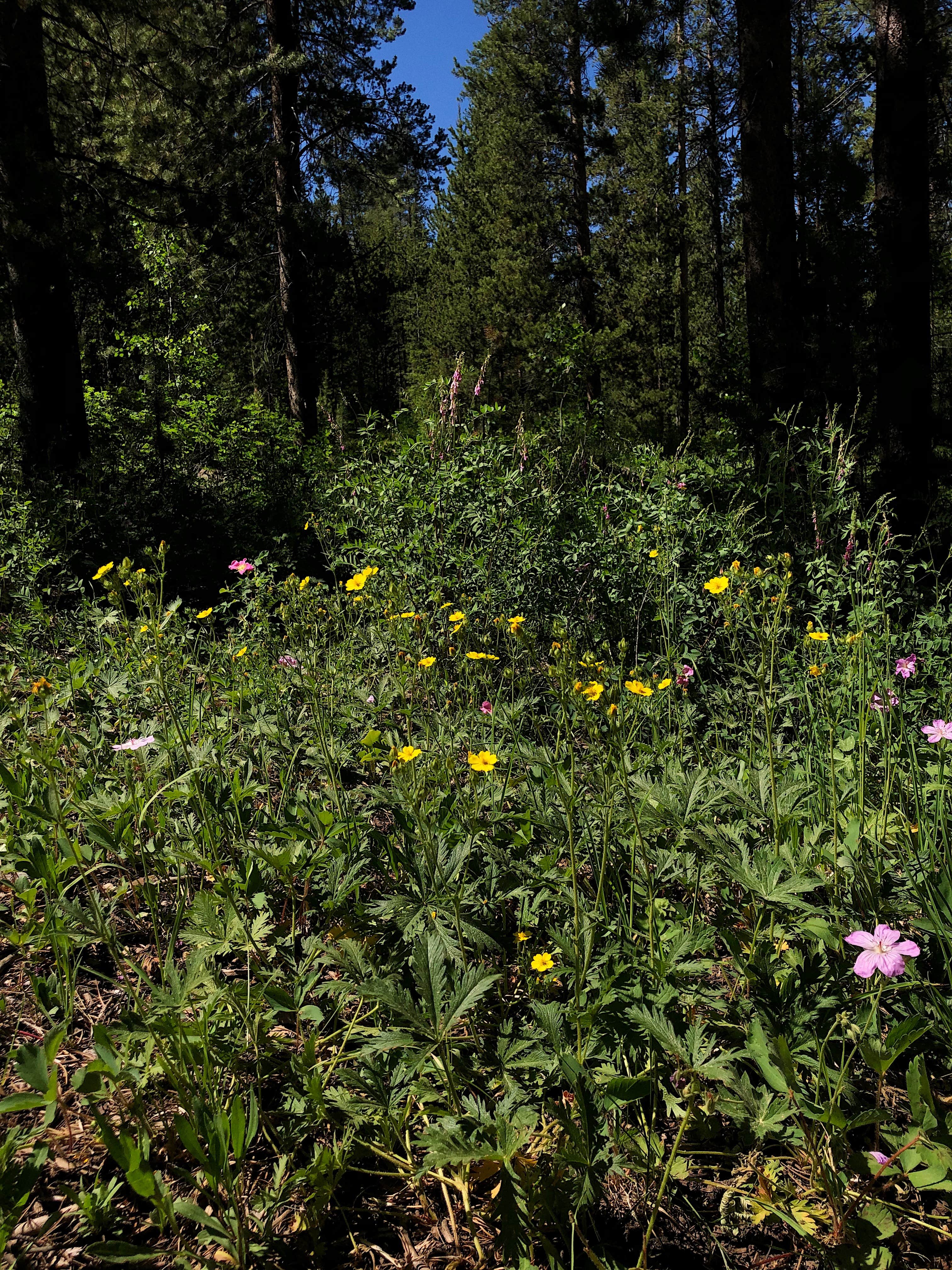 Camper-submitted photo at Allred Flat near Montpelier, ID
