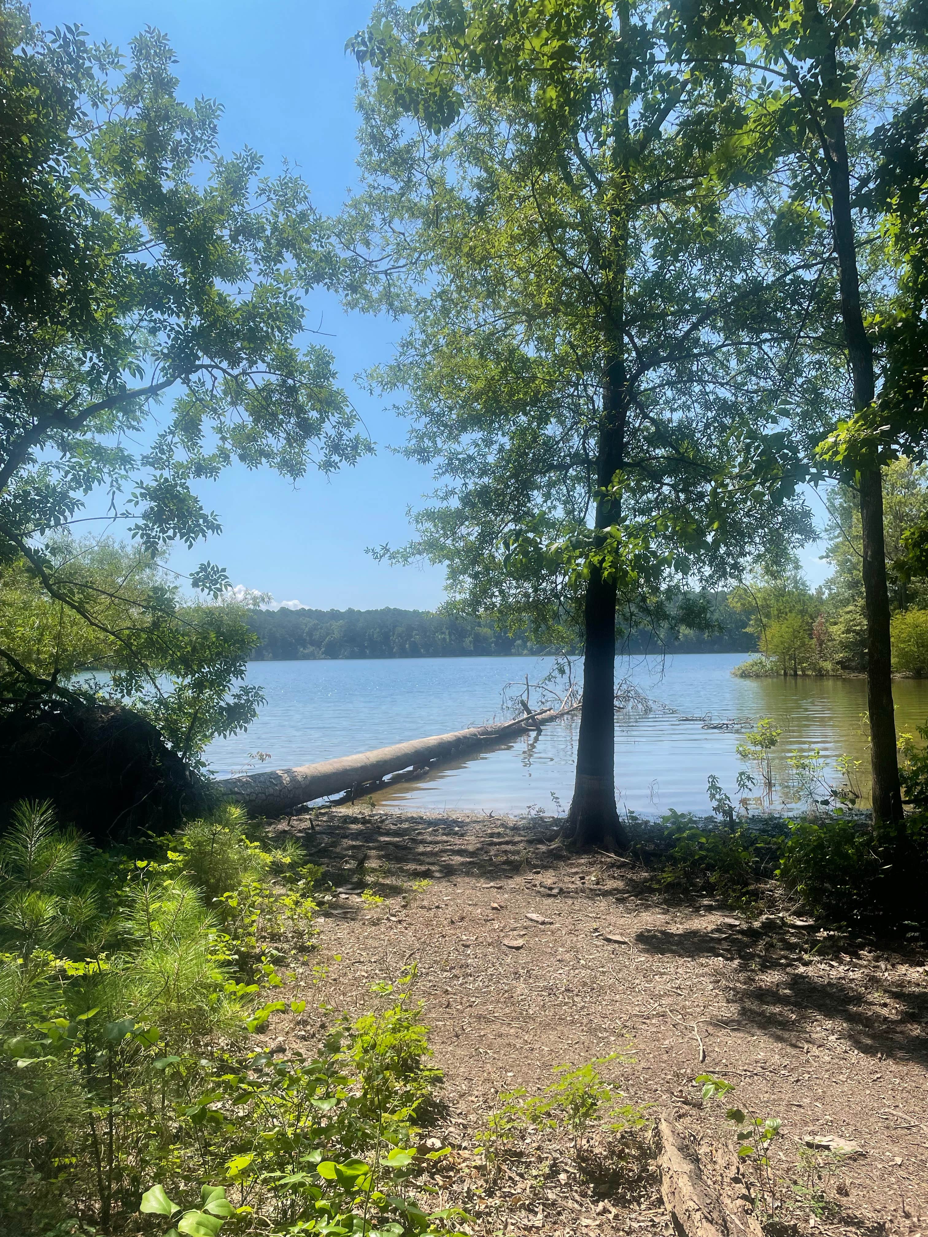 Camper-submitted photo at Bussey Point Wilderness Area near North Augusta, SC