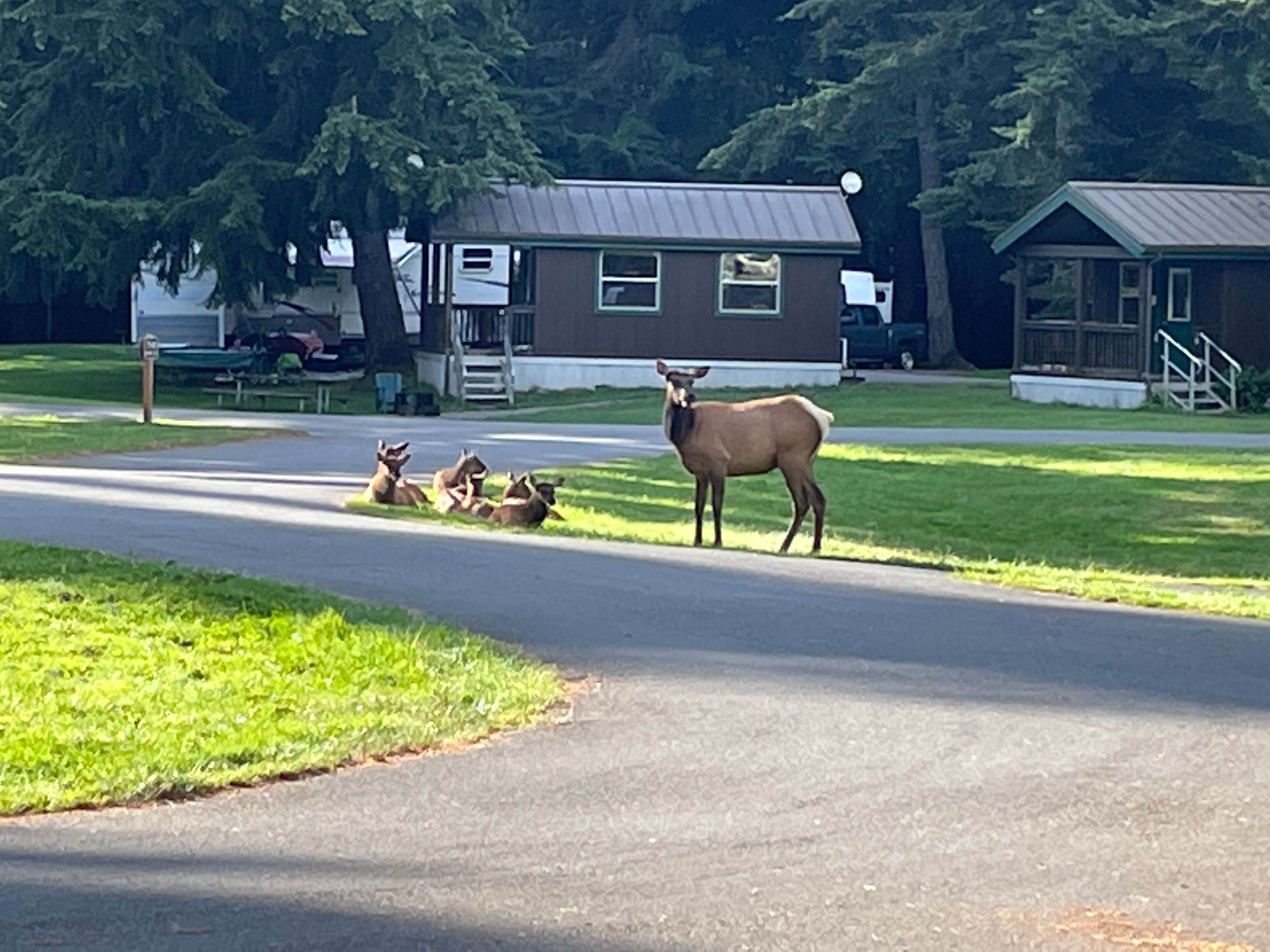 adelia's photo of camping with pets at Dosewallips State Park Campground near Lake Forest Park, WA