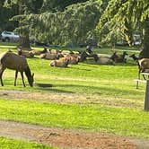 Review photo of Dosewallips State Park Campground by adelia , July 6, 2022