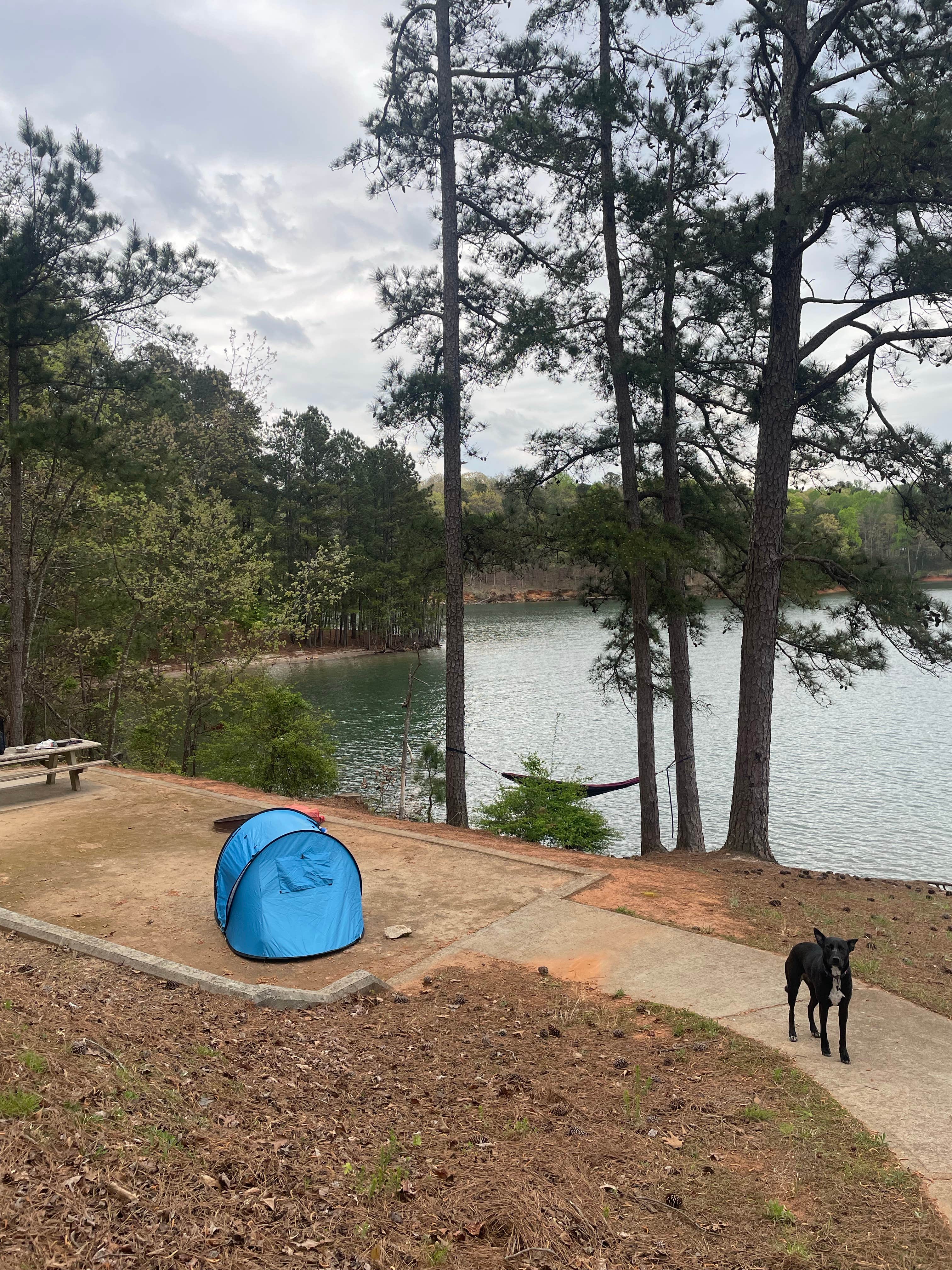 Claire M.'s photo of camping with pets at Van Pugh South Campground near Sugar Hill, GA