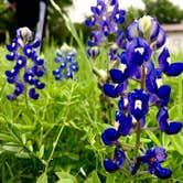 Review photo of Karankawa Camping Area — Goliad State Park by Chelsea O., July 18, 2018