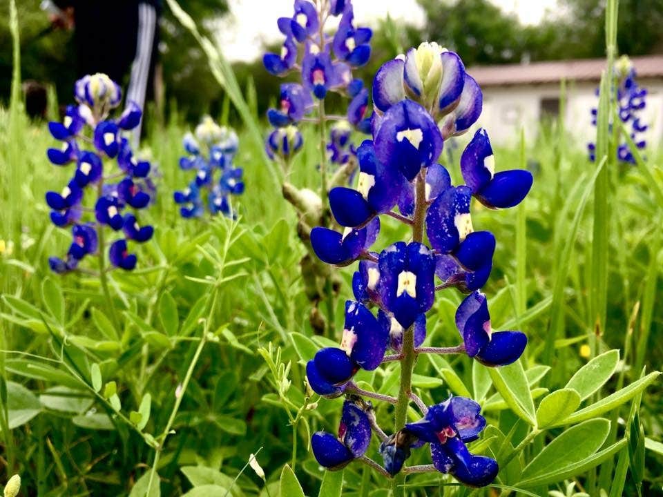 Camper submitted image from Karankawa Camping Area — Goliad State Park - 3