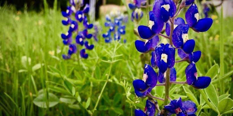 Camper submitted image from Karankawa Camping Area — Goliad State Park